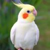 Cheerful Cockatiel bird perched on a branch, a friendly and playful pet available at the best aquarium shop in Kuk