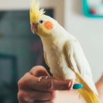 Cheerful Cockatiel bird perched on a branch, a friendly and playful pet available at the best aquarium shop in Kukatpally, Hyderabad.