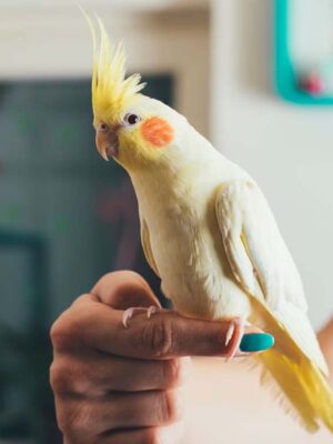 Cheerful Cockatiel bird perched on a branch, a friendly and playful pet available at the best aquarium shop in Kukatpally, Hyderabad.